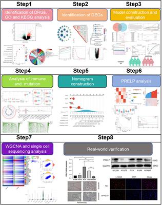 Investigating the role of disulfidptosis related genes in radiotherapy resistance of lung adenocarcinoma